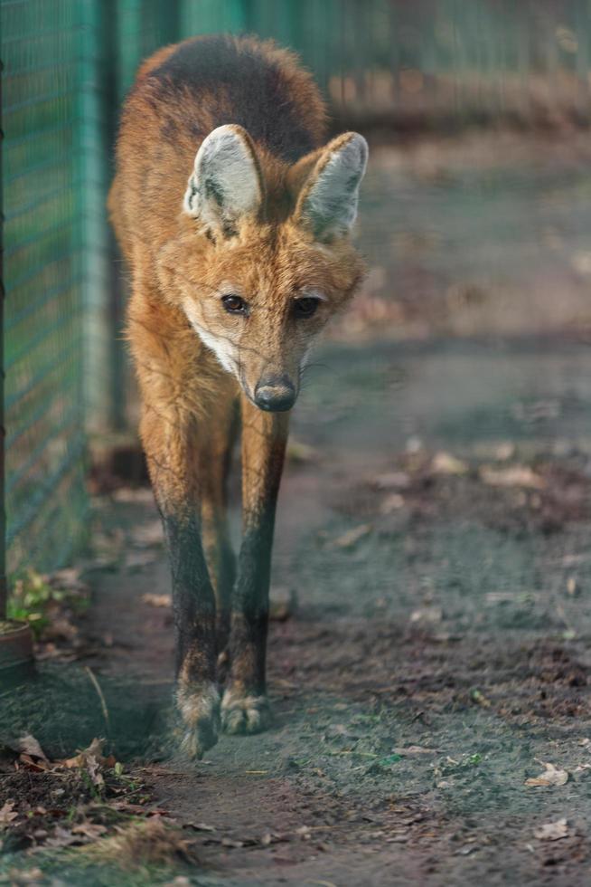 lobo-guará andando no zoológico foto