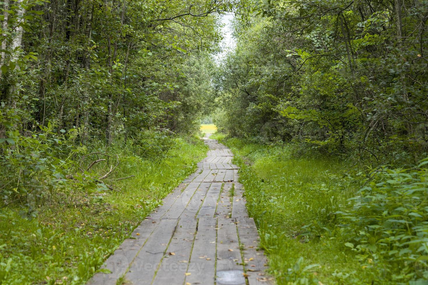 caminho de madeira de tábuas ao longo da floresta. foto