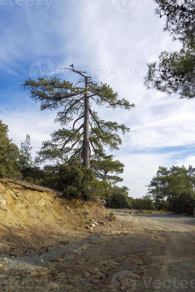 bela floresta verde em chipre, perto do monte olimpo, troodos. foto