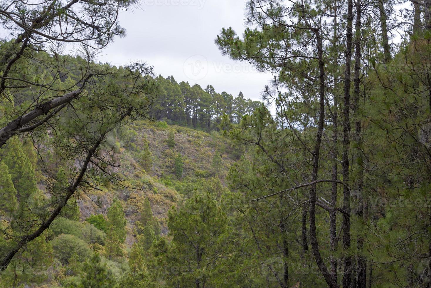 floresta densa e bonita na ilha de tenerife. foto