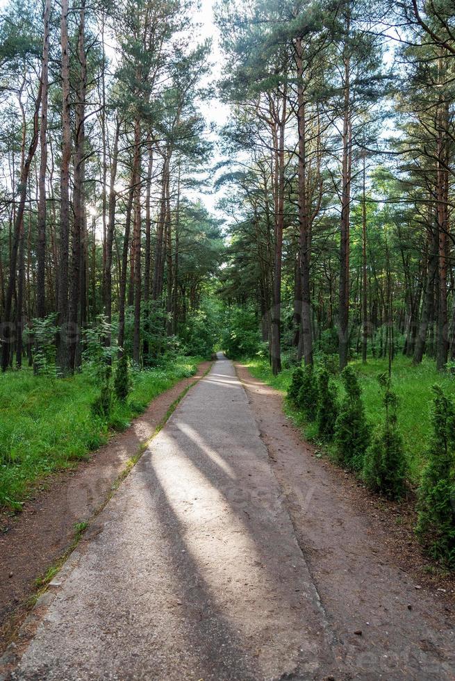 um caminho de concreto ao longo da floresta em um dia de verão. foto