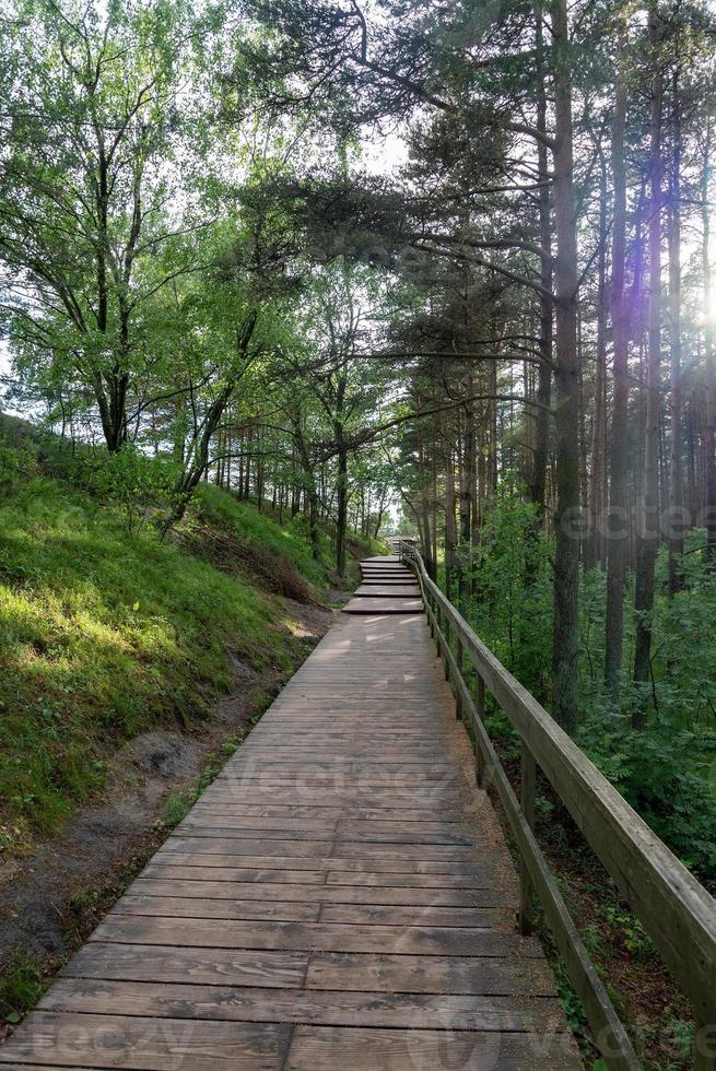 piso de madeira ao longo da floresta em um dia de verão. foto