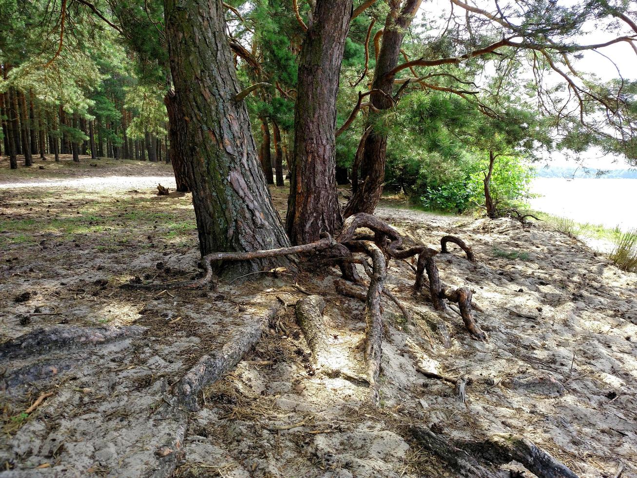 a base de uma árvore com um sistema radicular em uma terra arenosa perto do lago foto