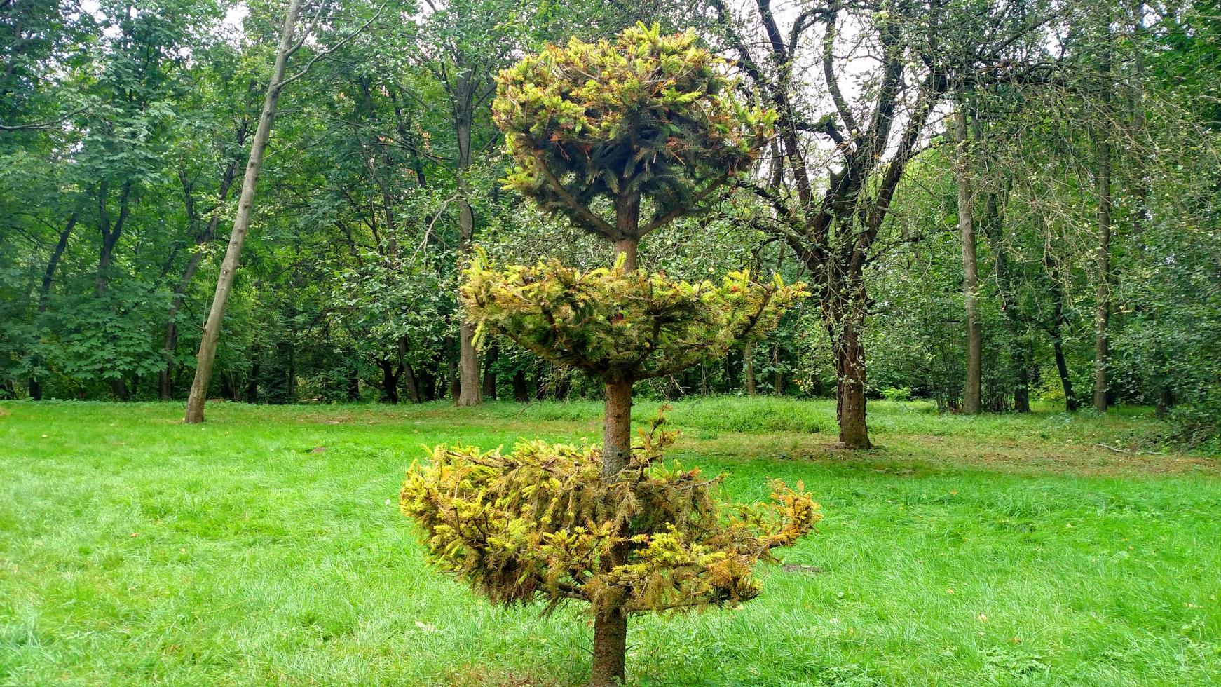 abeto verde na árvore de fundo e abeto de grama cortada foto