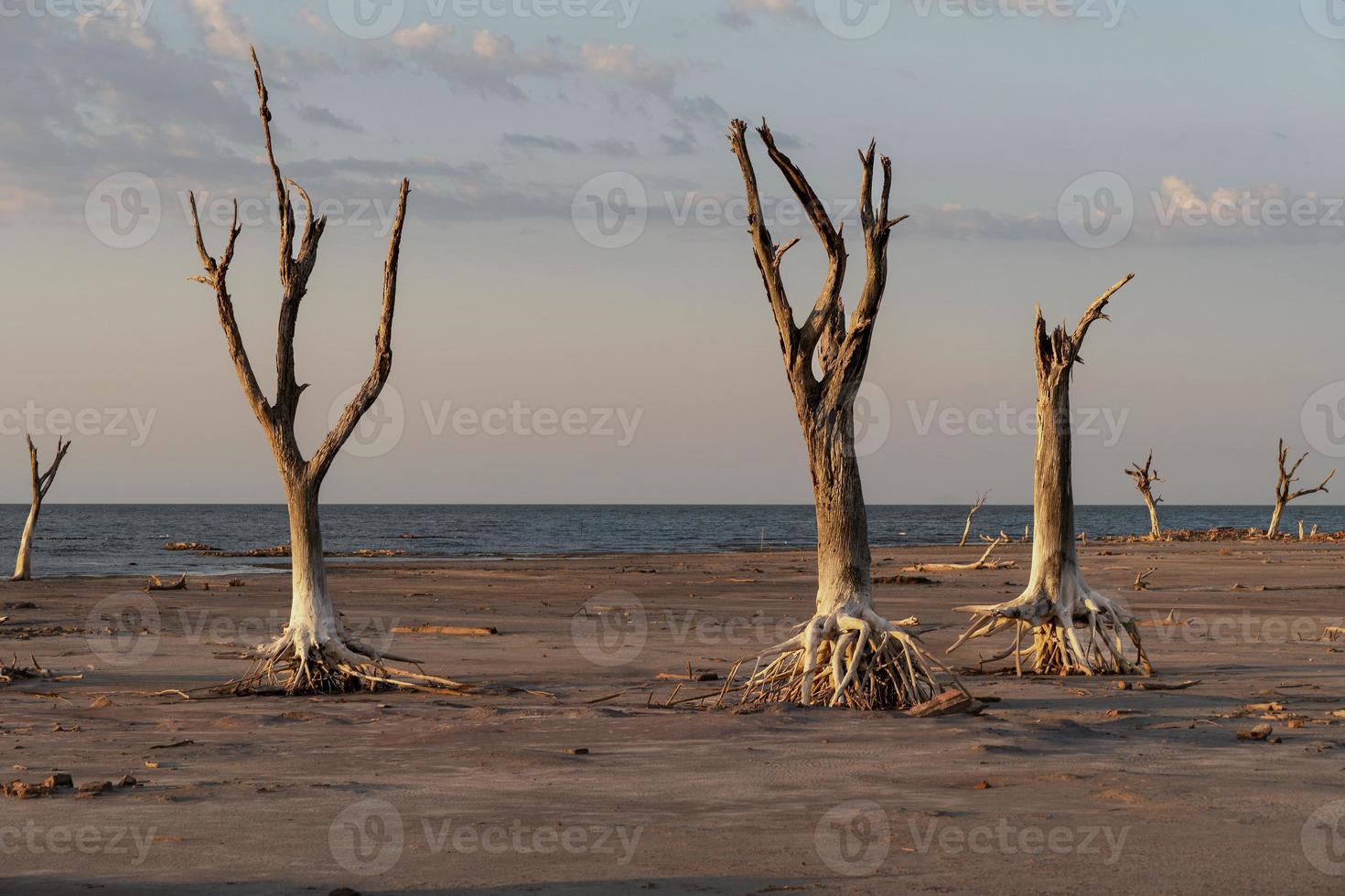 árvores mortas pela seca e solo rachado na lagoa seca. foto