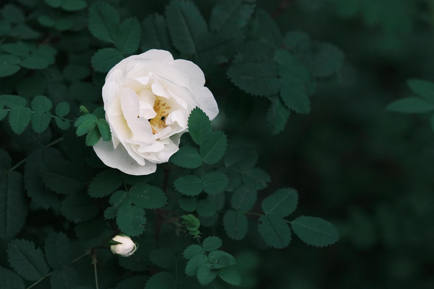 flores de rosas selvagens brancas desabrochando no fundo das folhas verdes foto