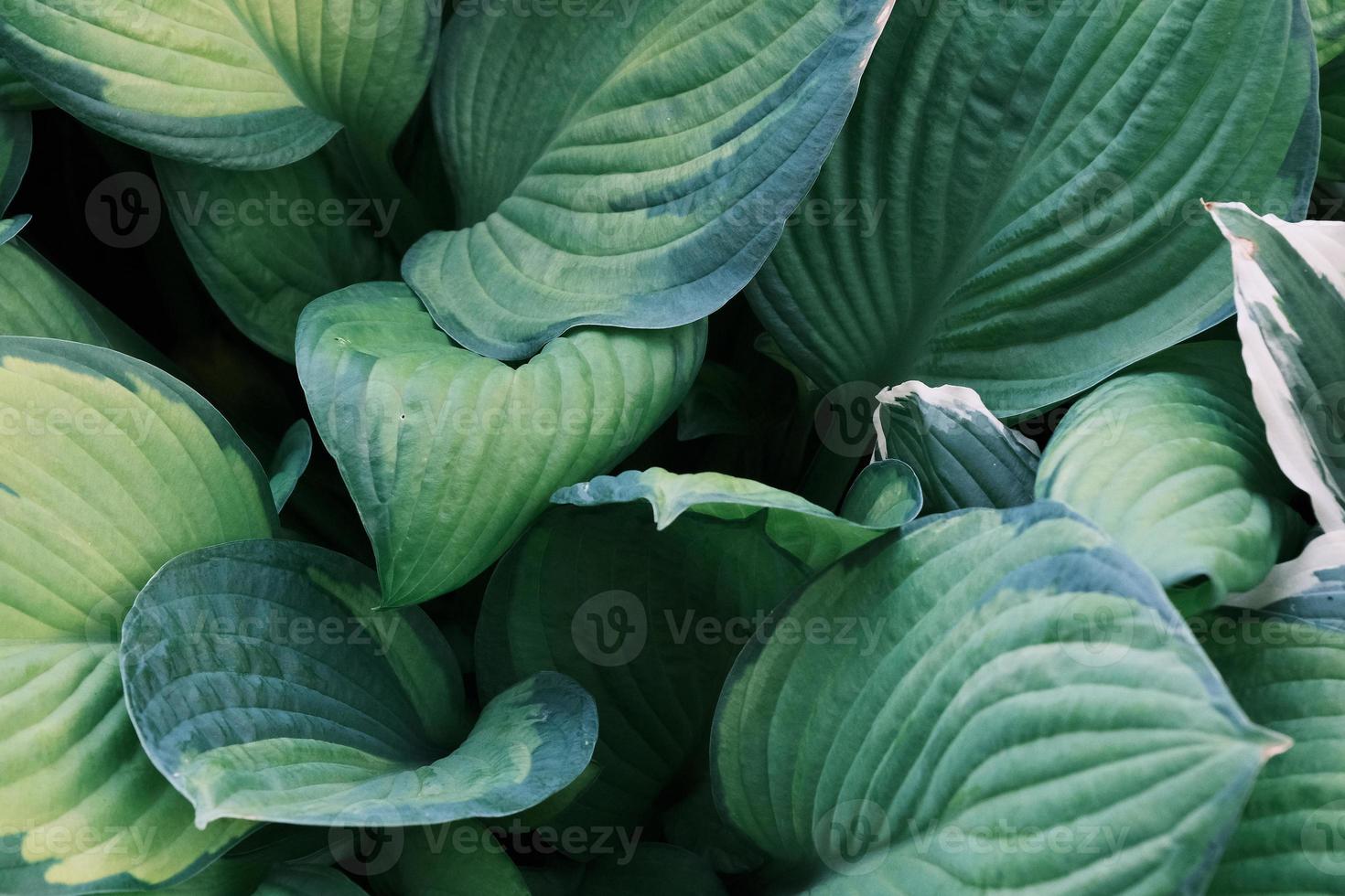 closeup de grande padrão de folhas de plantas hosta, vegetação ornamental, jardim botânico ao ar livre foto