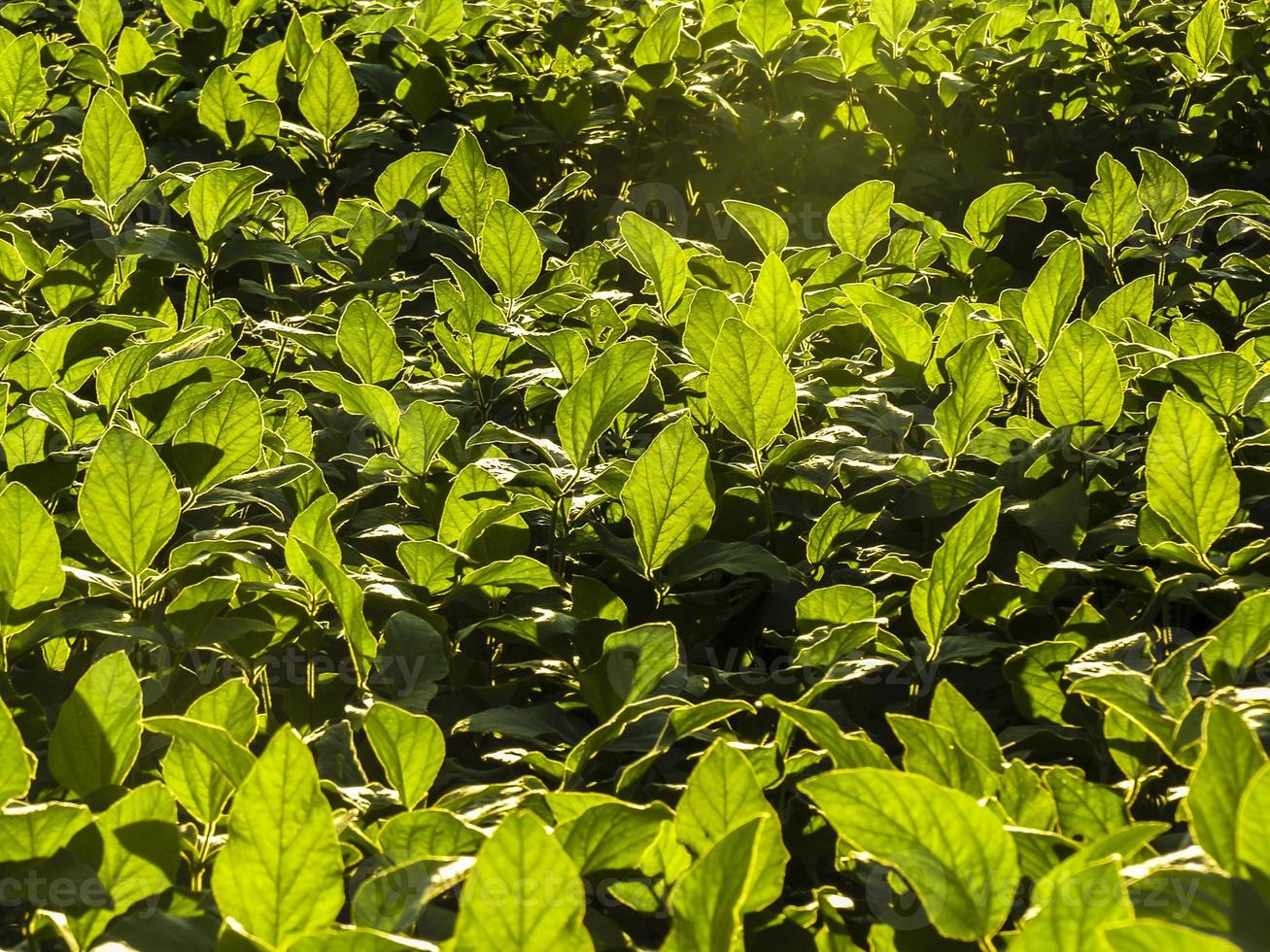 detalhe do campo de soja verde fresco. folhas de soja em campo no brasil. foto