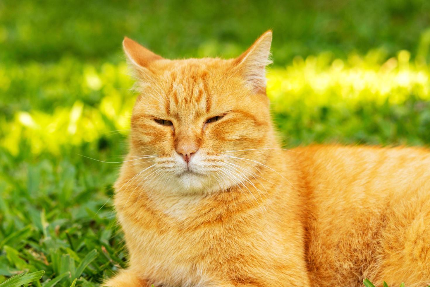 close - up gato marrom bonito com lindos olhos azuis animais de estimação populares foto