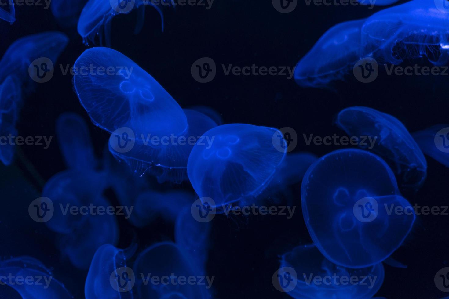 medusa. água-viva transparente nada na água do aquário. fechar-se. mundo subaquático. foto