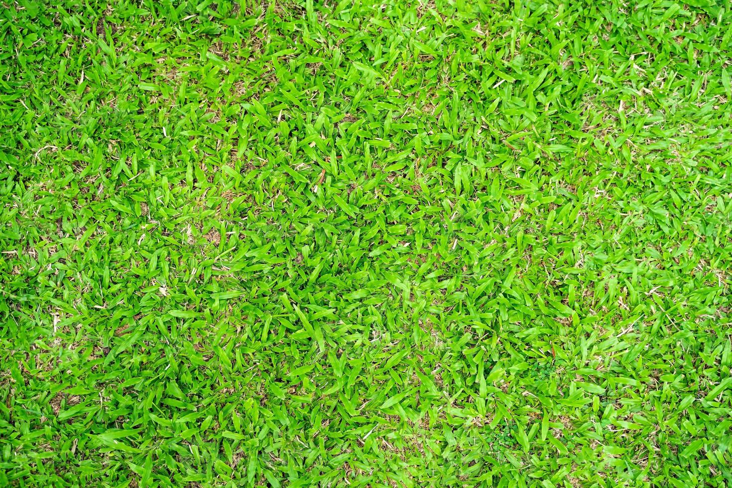textura de grama verde para segundo plano. padrão de gramado verde e fundo de textura. foto
