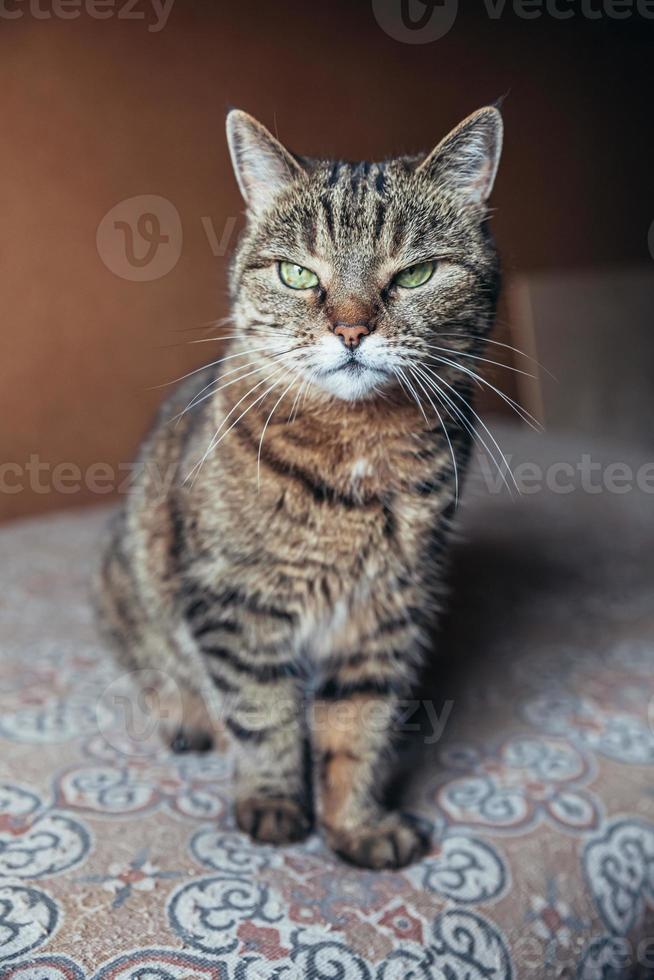 engraçado retrato arrogante gato malhado doméstico de cabelos curtos relaxante em casa. gatinho adorável membro da família jogando indoor. saúde de cuidados com animais de estimação e conceito animal. foto