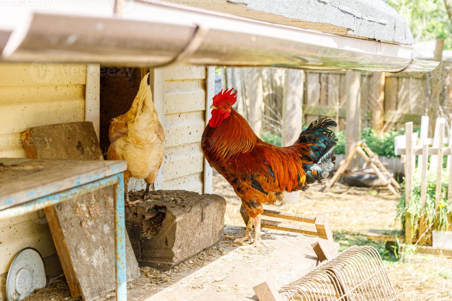 frango ao ar livre na fazenda de animais orgânicos pastando livremente no quintal no fundo do rancho. galinhas de galinha pastam na fazenda ecológica natural. pecuária moderna e agricultura ecológica. conceito de direitos dos animais. foto