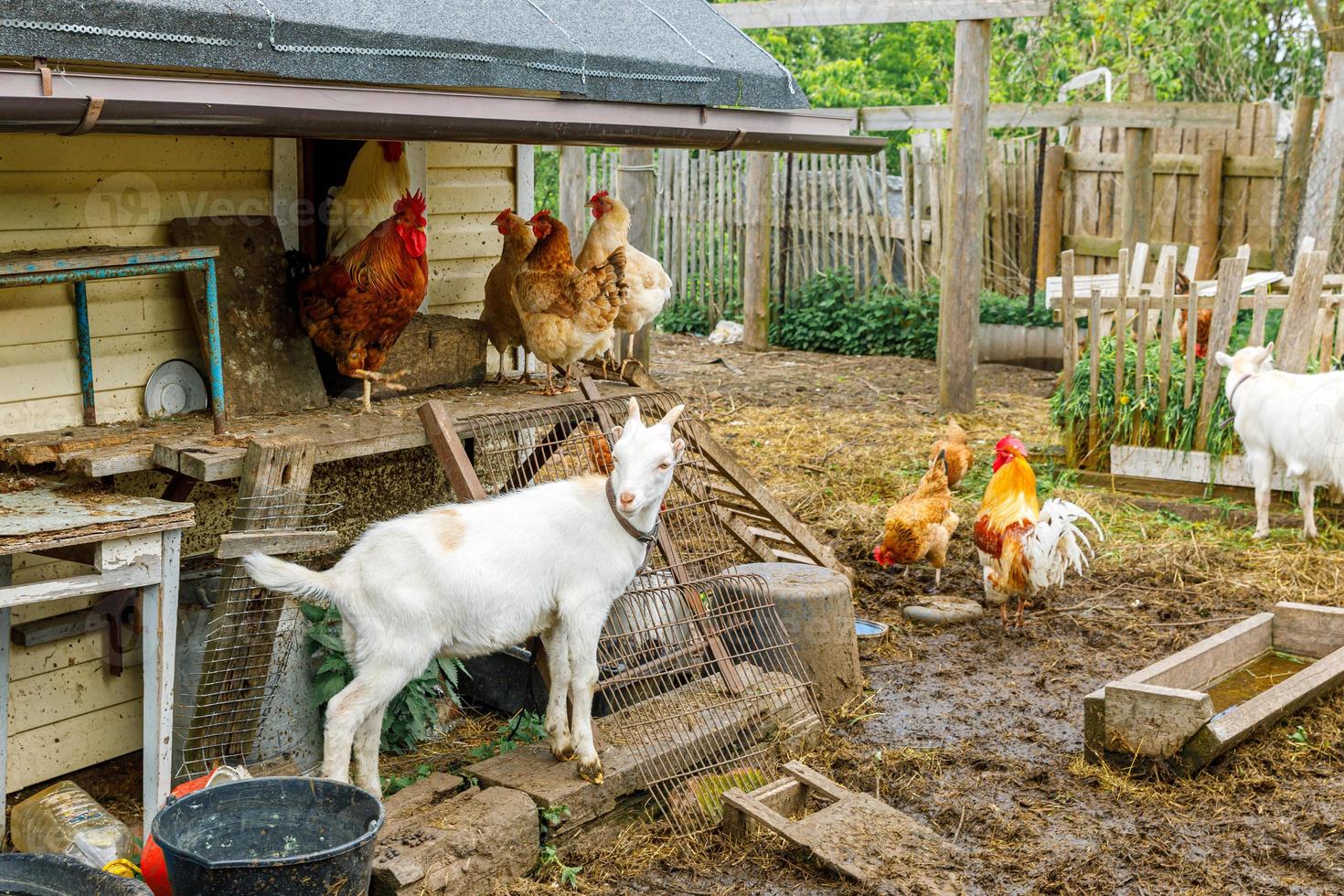 cabra e frango ao ar livre na fazenda de animais orgânicos pastando livremente no quintal no fundo do rancho. galinha galinhas cabra doméstica pastam no pasto. pecuária moderna, agricultura ecológica. direito dos animais. foto