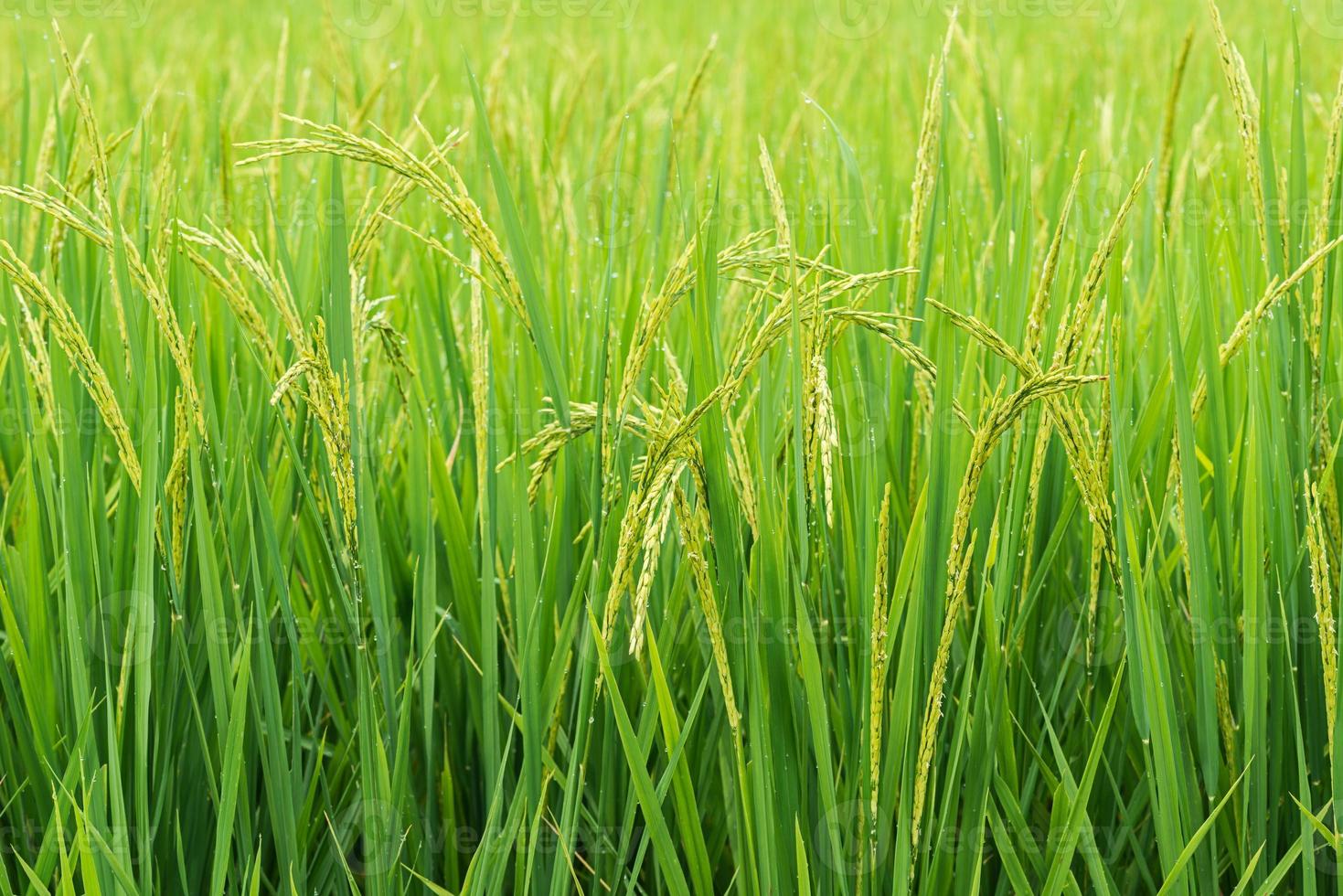 broto de arroz pronto para crescer no campo de arroz. com foco seletivo. foto