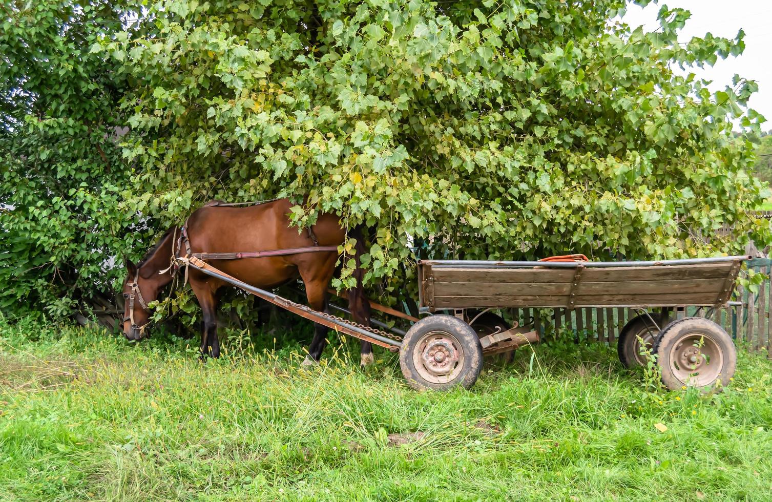 lindo garanhão de cavalo selvagem marrom no prado de flores de verão foto