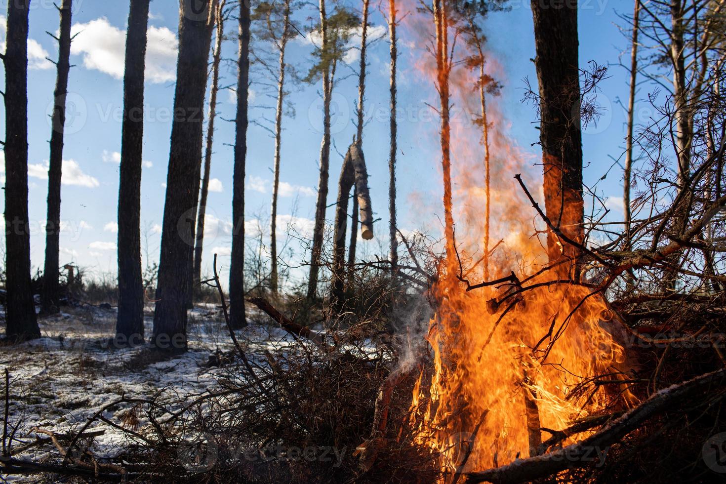 fogo ardente. a fogueira queima na floresta. textura de fogo ardente. fogueira para cozinhar na floresta. queima de galhos secos. incêndio turístico na floresta. textura de galhos em chamas foto