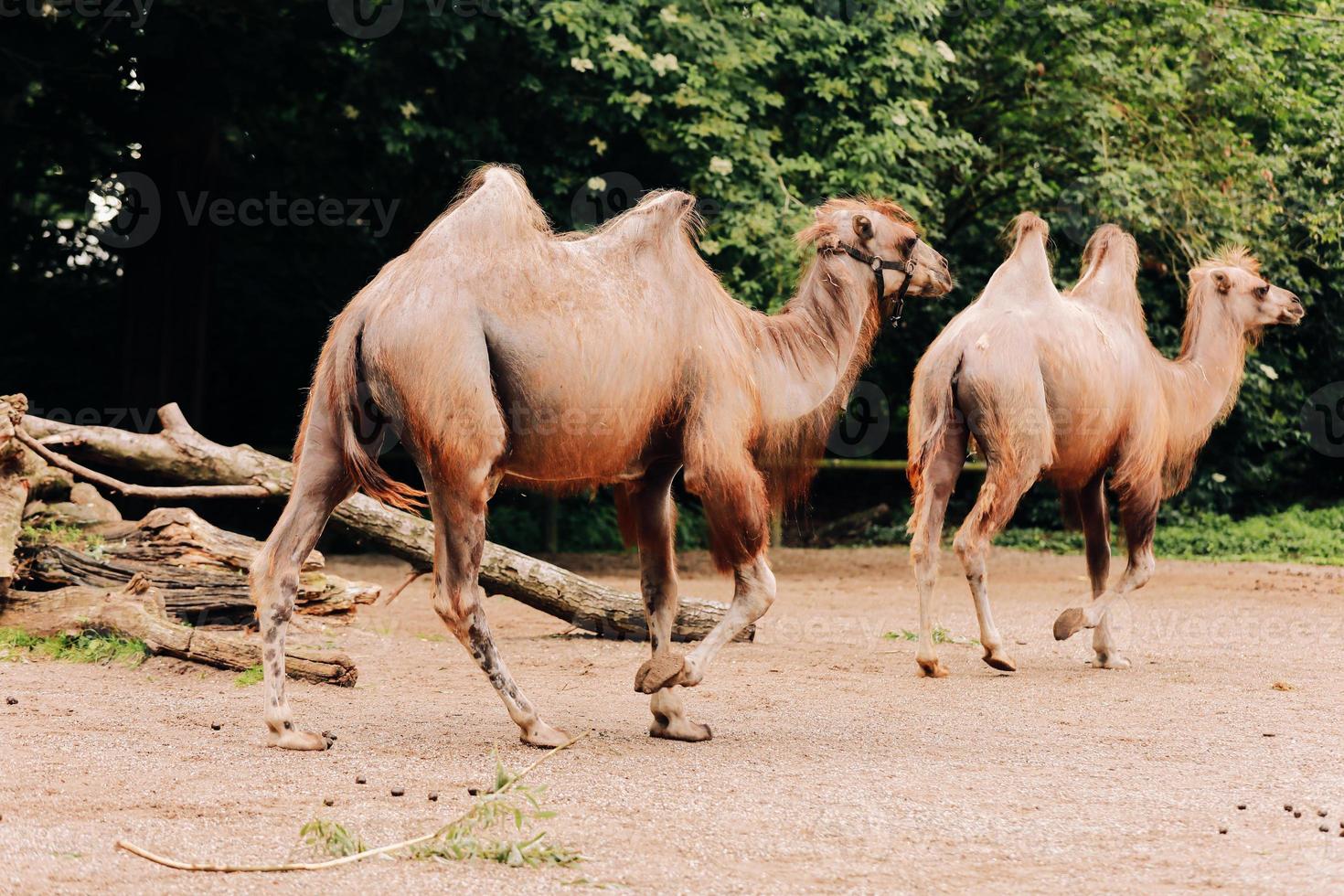 um camelo de duas corcovas no parque da cidade. camelos andando no parque. foco seletivo foto