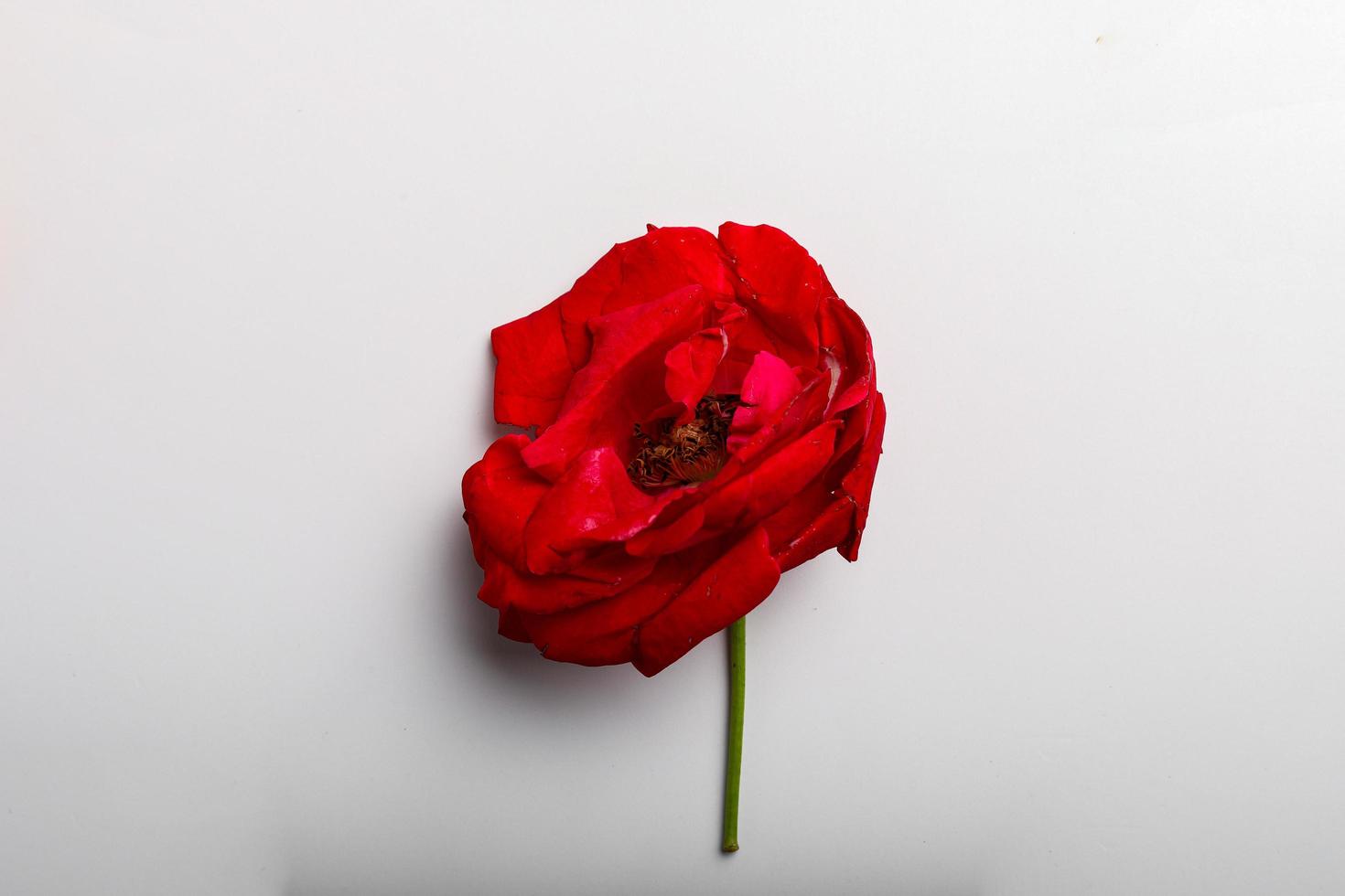rosa vermelha em fundo branco foto