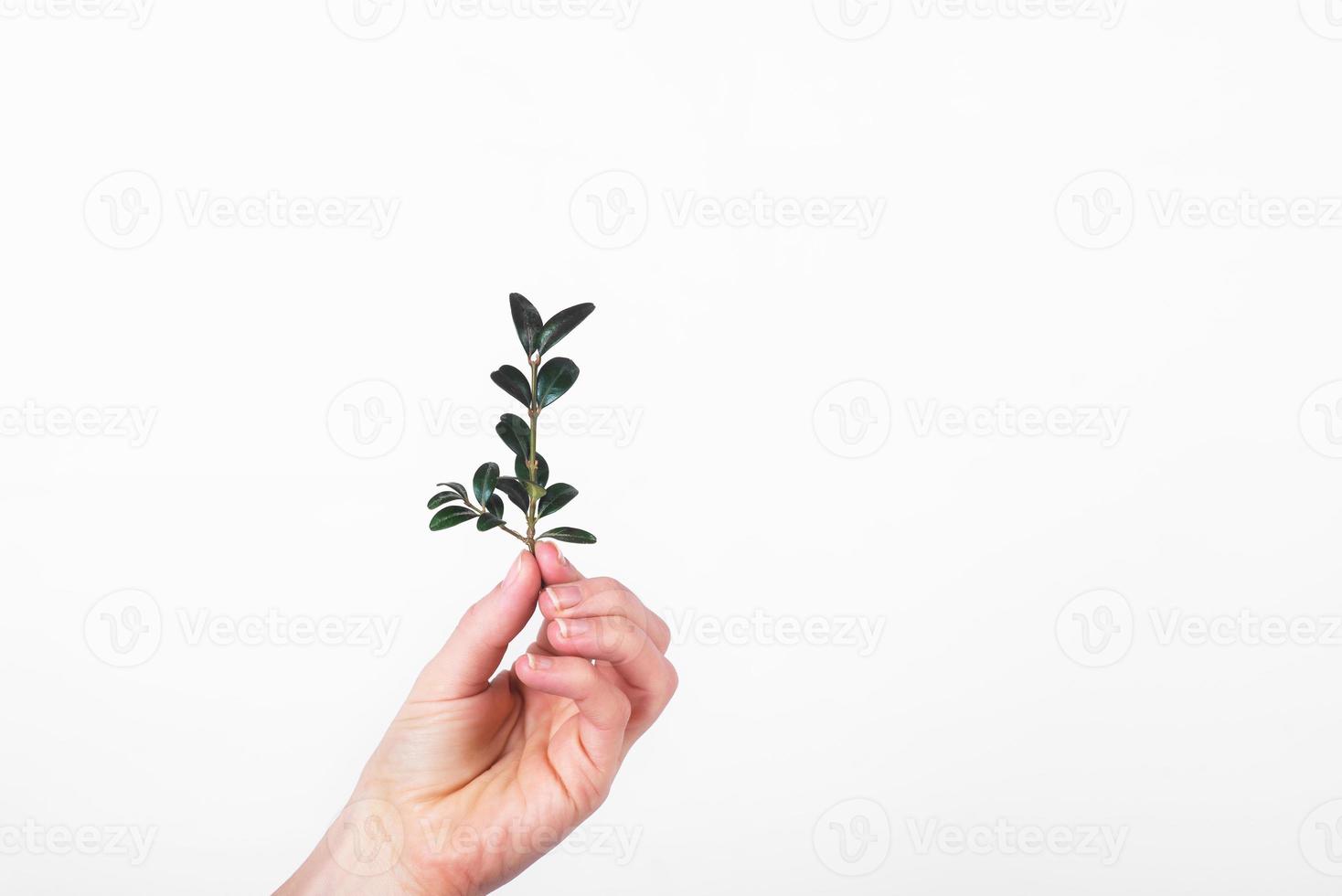 galho verde sobre fundo branco. conceito de desperdício zero. substituto para copos de plástico foto