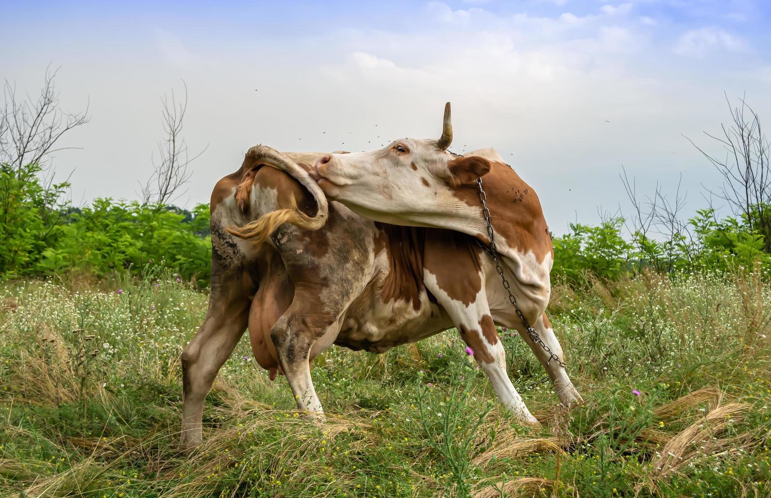 fotografia sobre o tema bela vaca leiteira grande foto