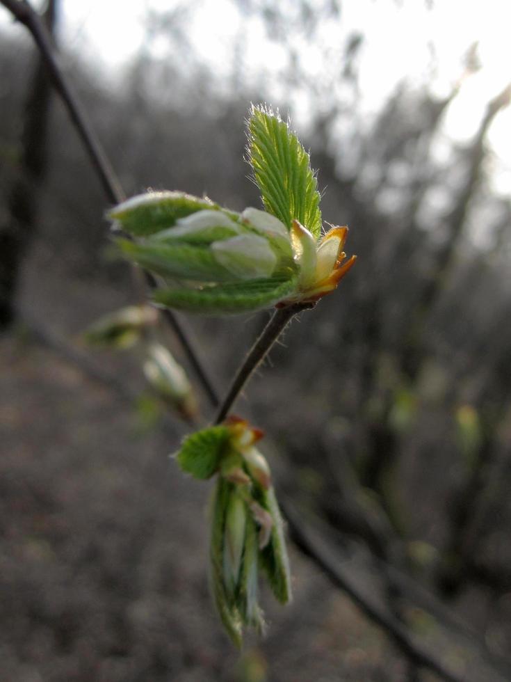 floração de novo galho de árvore de folhas foto