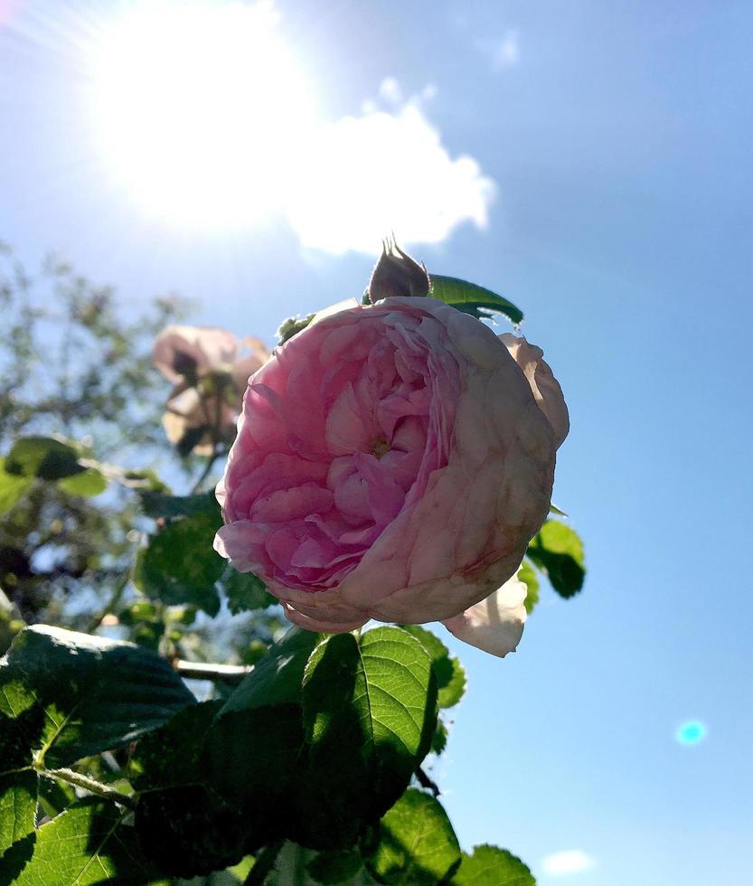 a foto colorida mostra flor de rosa desabrochando