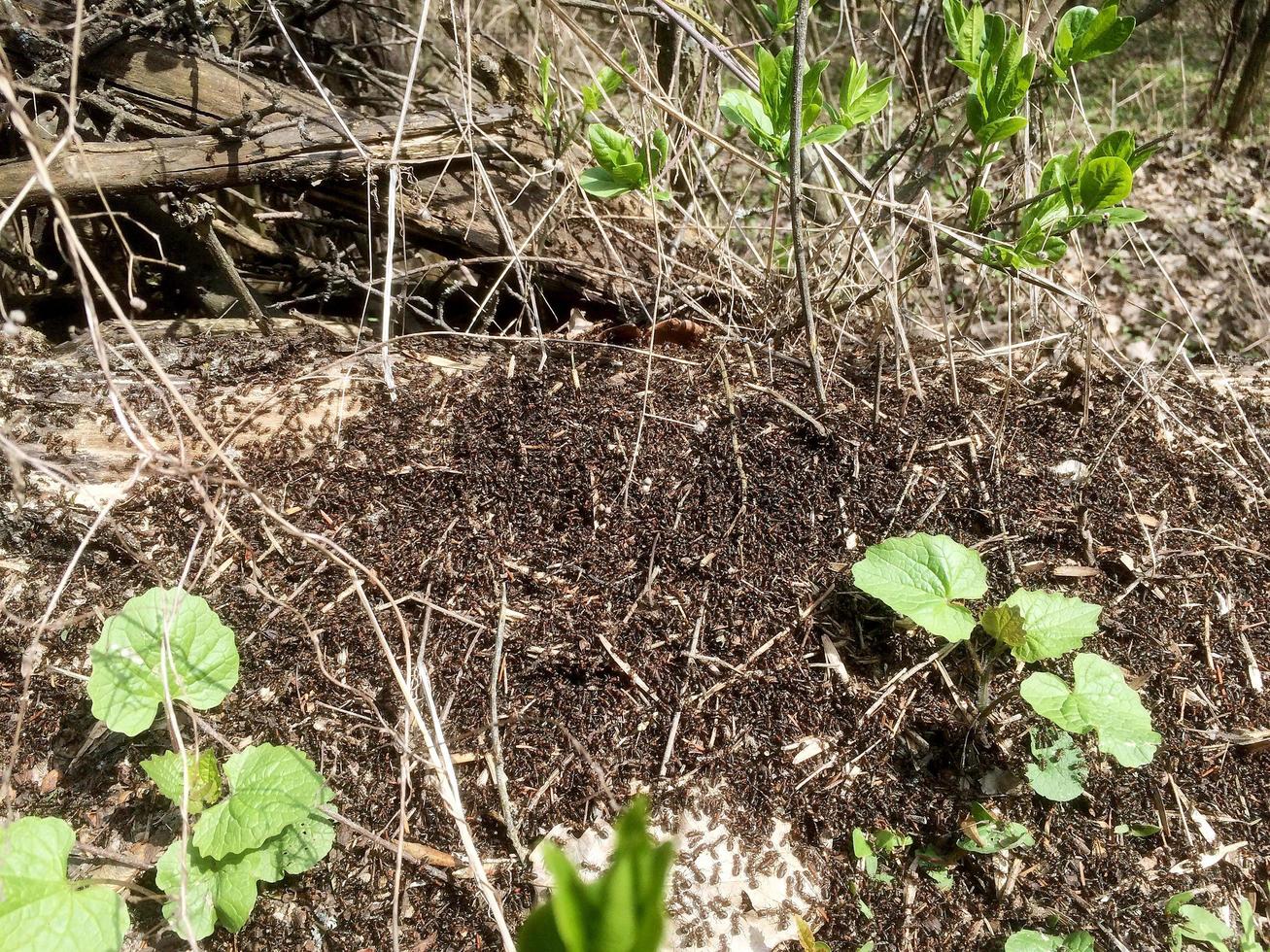 formigas marrons selvagens fervilhando em torno de seus formigueiros foto