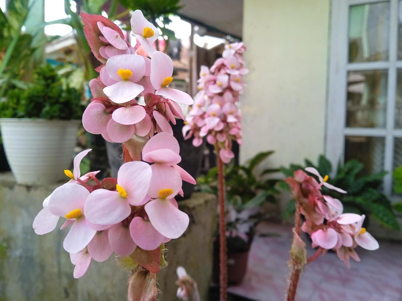 flor de begônia grandis foto