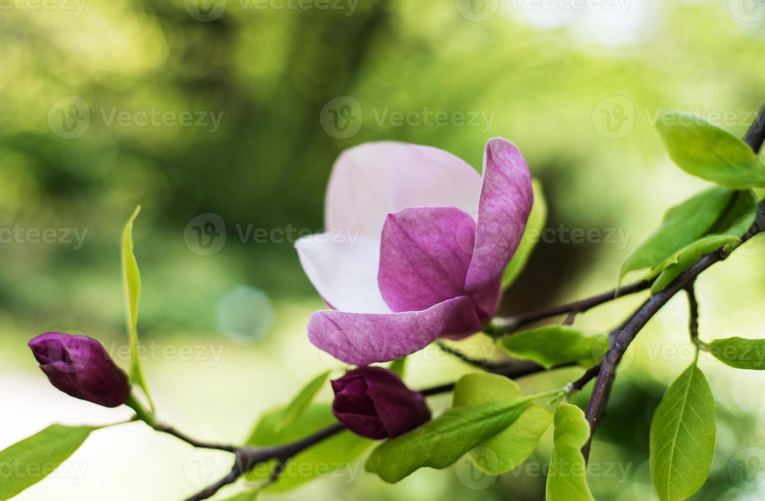 flores de magnólia da primavera foto