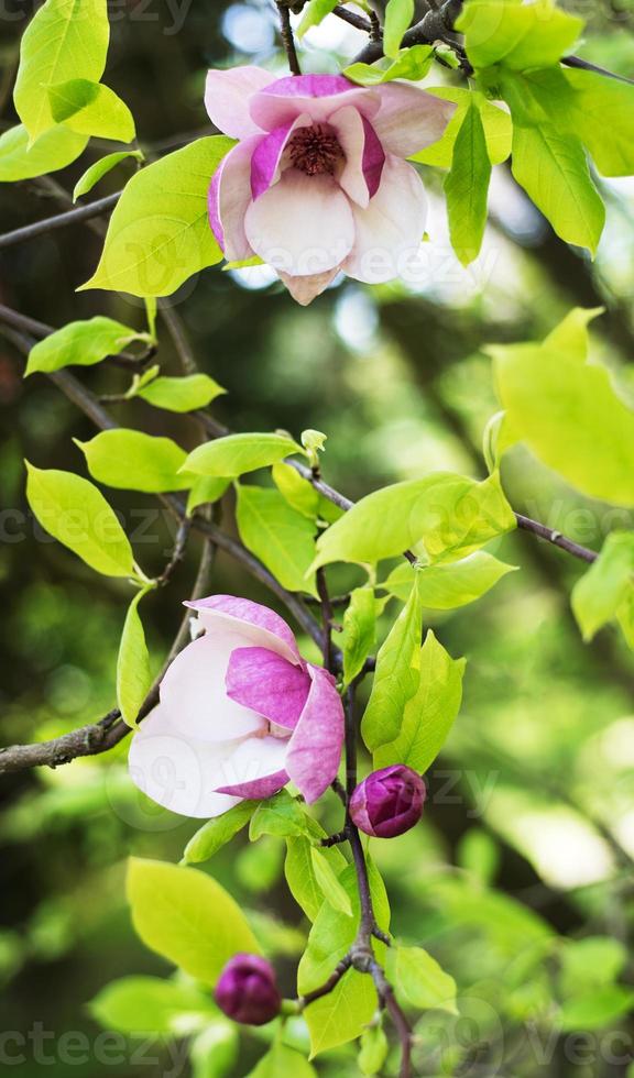 flores de magnólia da primavera foto