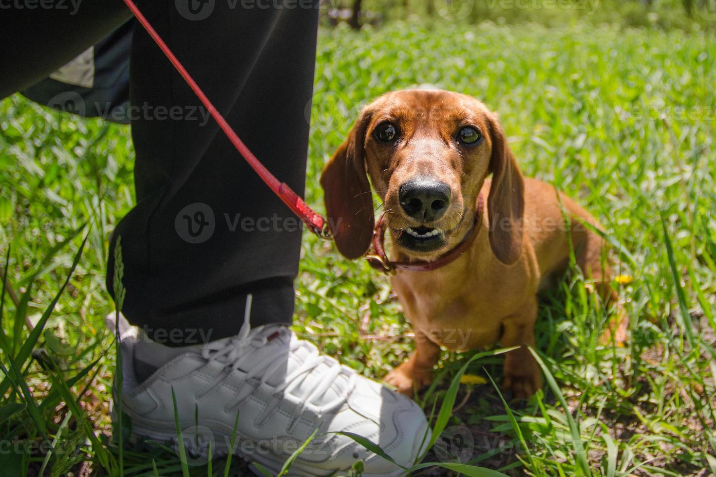 dachshund engraçado da raça do cão anda em uma coleira vermelha em um dia ensolarado foto