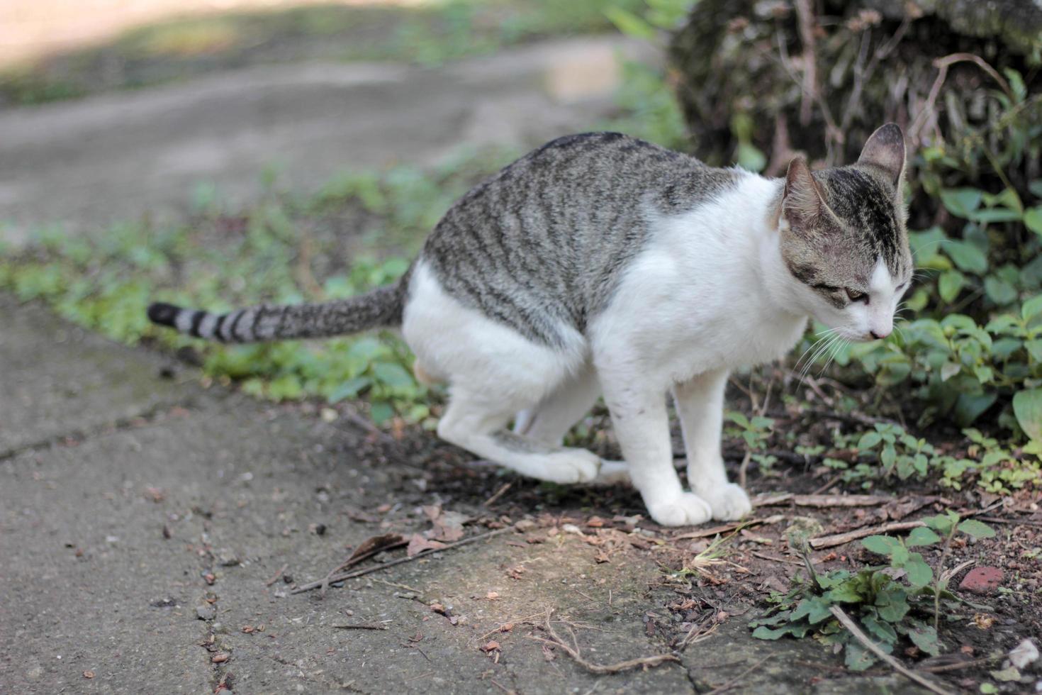 cocô de gato no chão foto