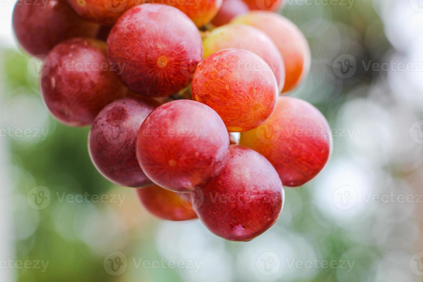 cacho de uvas vermelhas foto