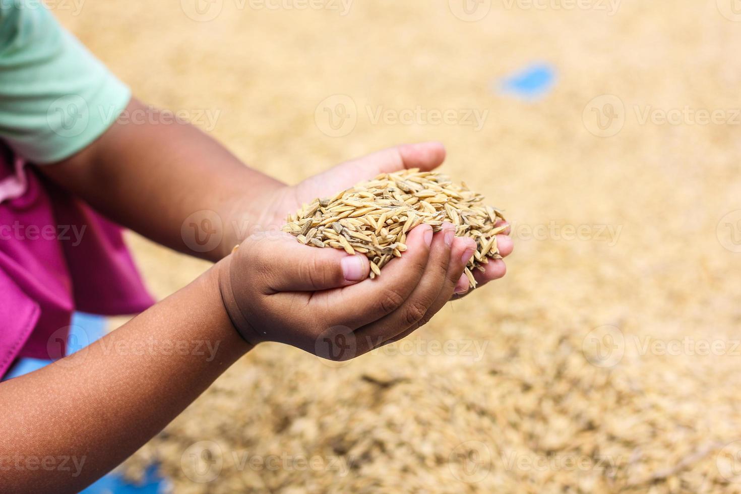 semente de arroz dourado foto