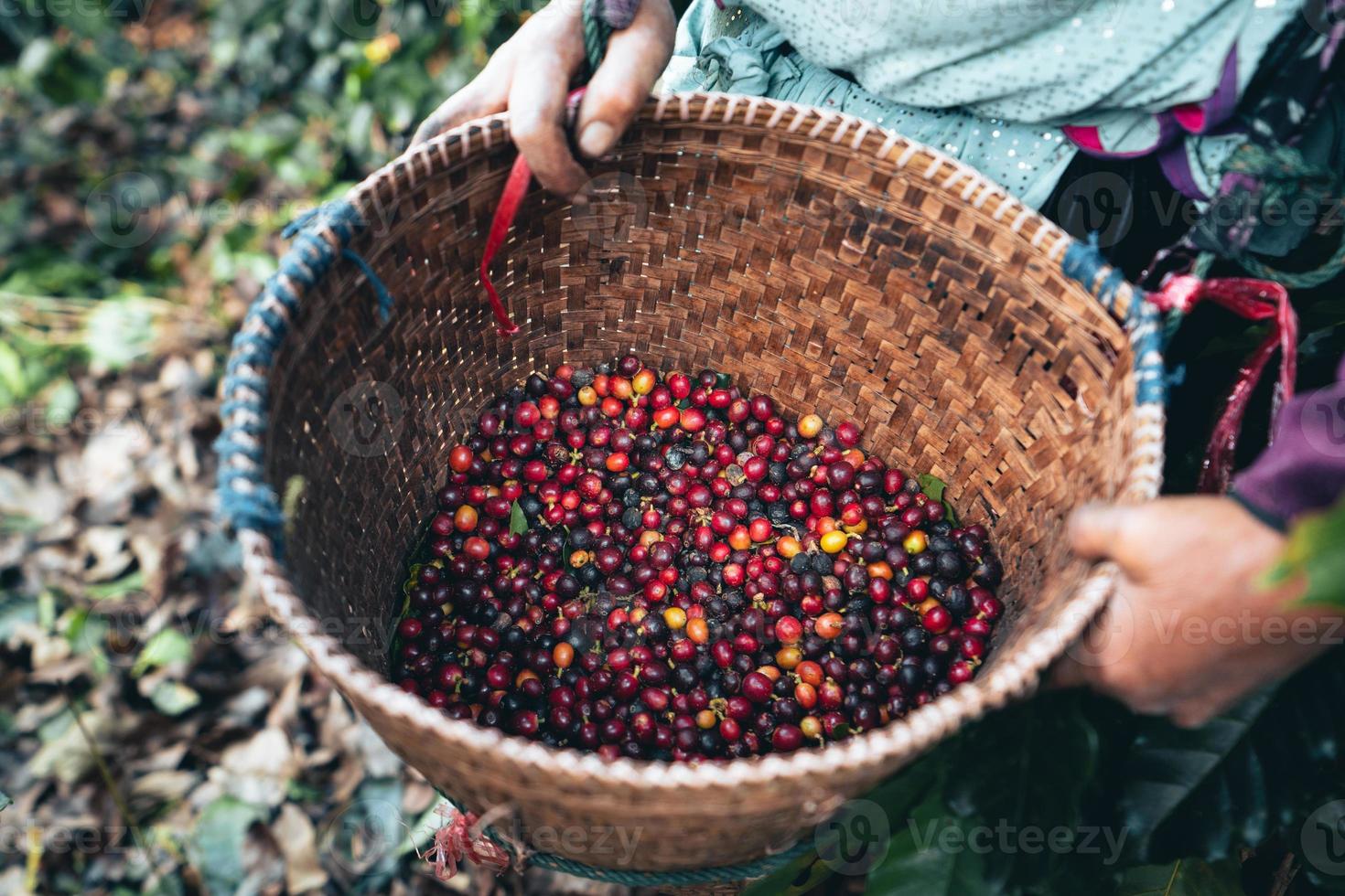 dia da colheita da plantação de café e café arábica foto