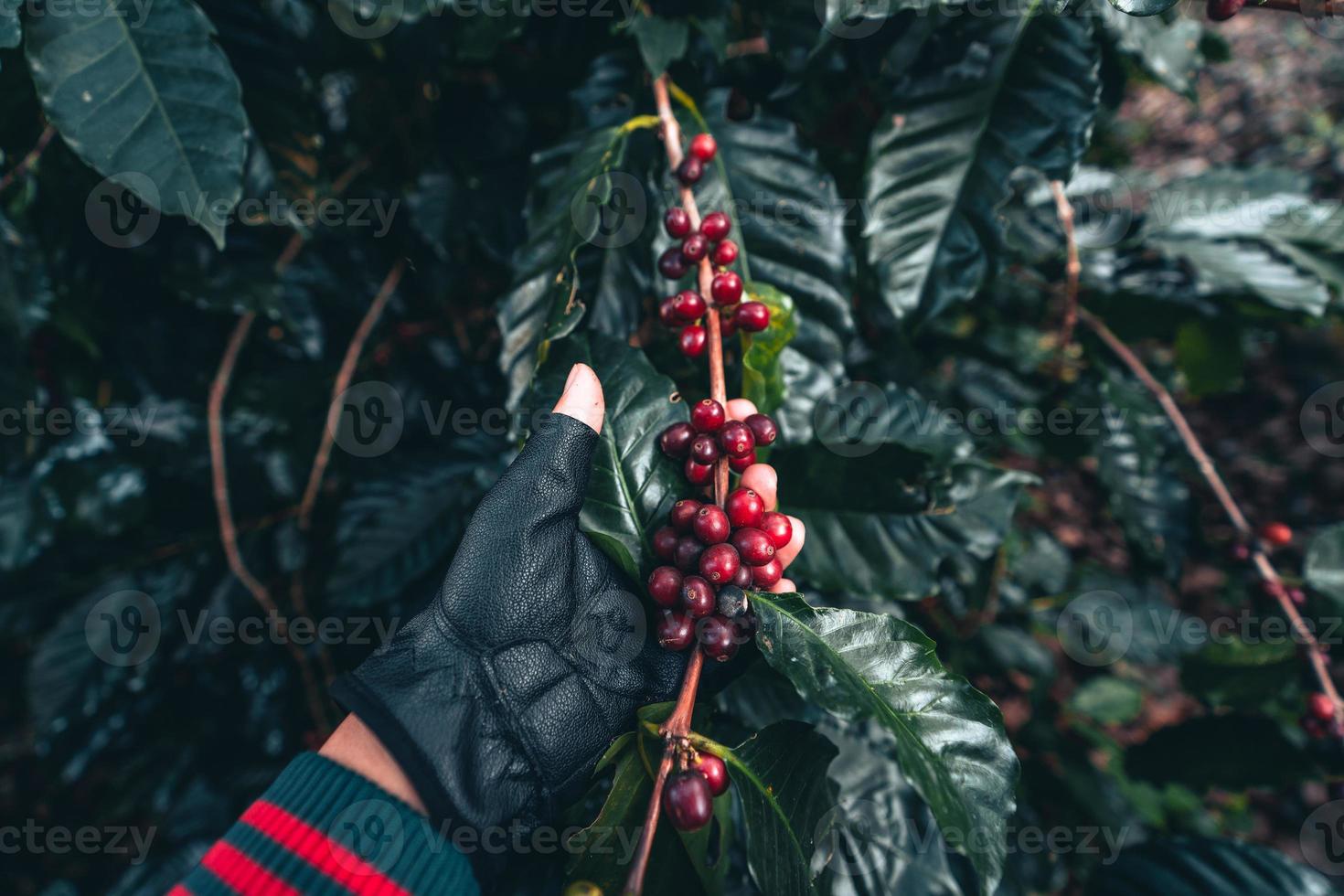 dia da colheita da plantação de café e café arábica foto