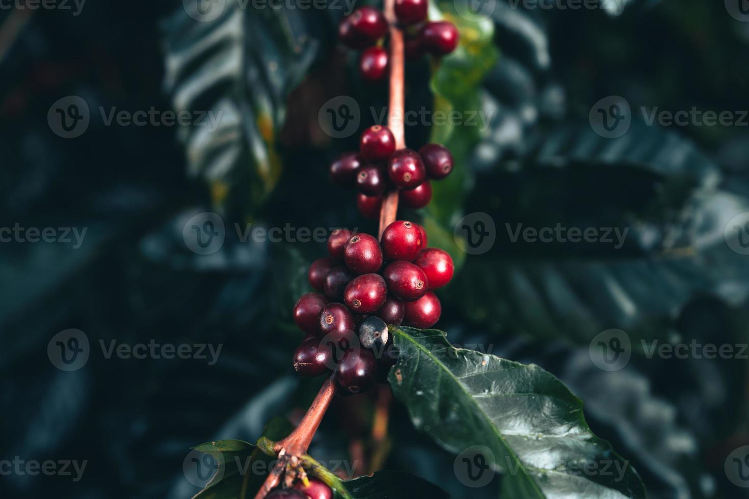 dia da colheita da plantação de café e café arábica foto