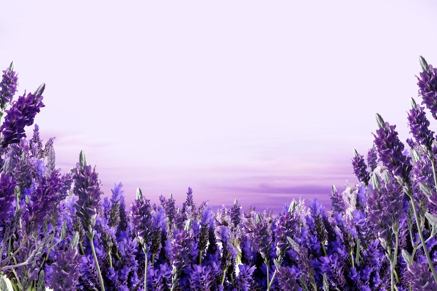 fundo de flor de lavanda foto