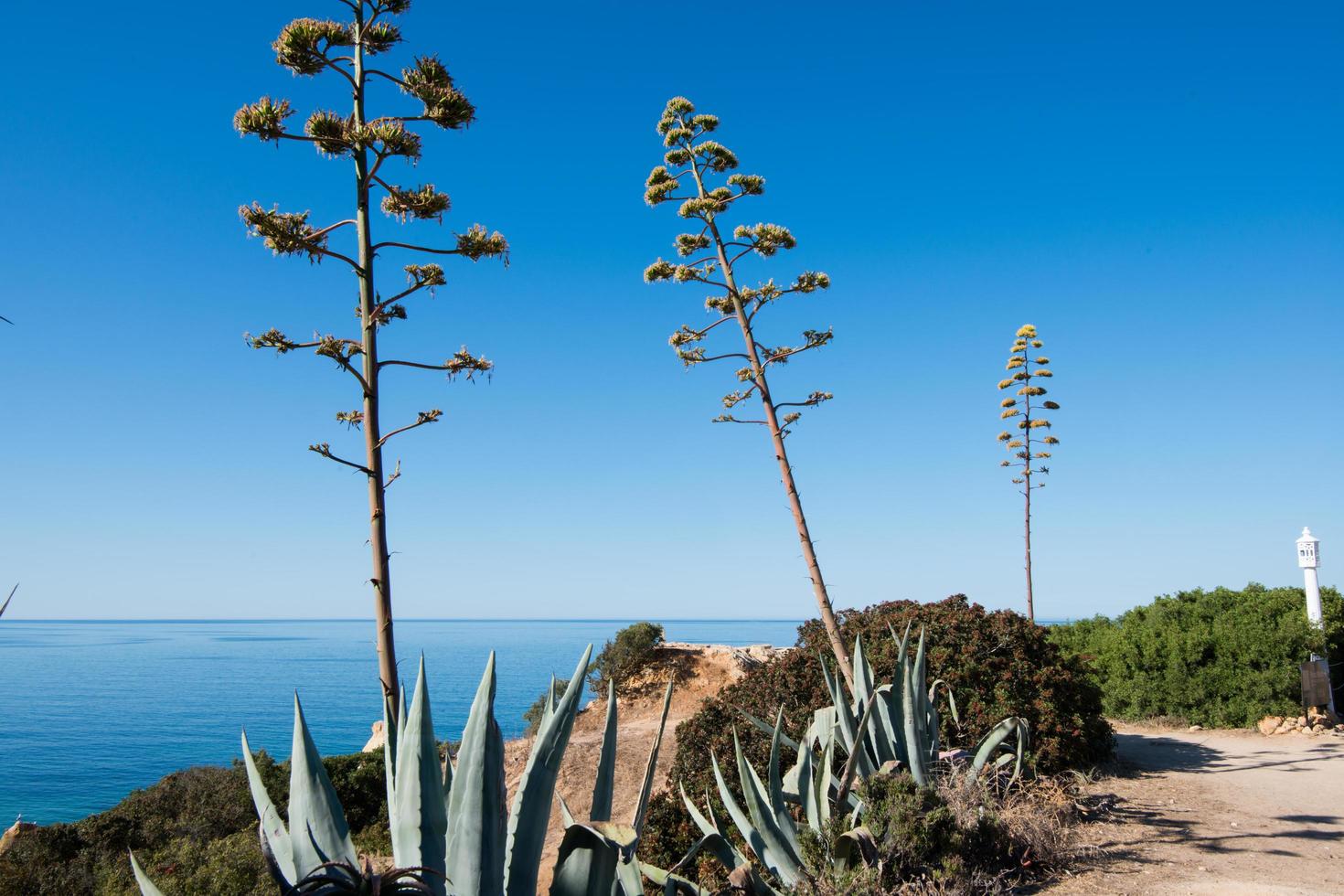 agave americana, planta do século ou maguey. planta suculenta da américa amplamente encontrada perto do mar no algarve, portugal foto