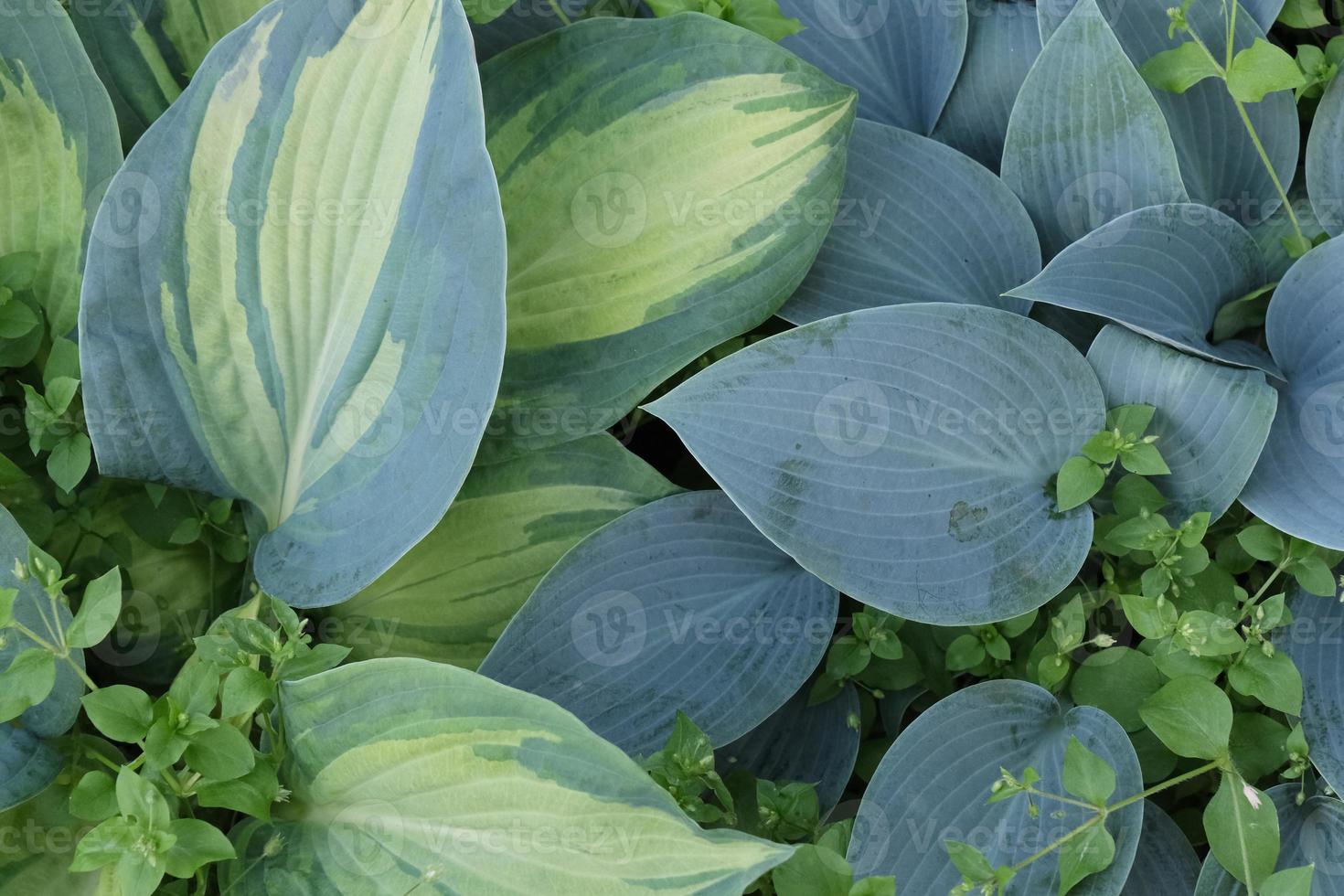 um padrão das grandes folhas azuis e verdes da planta hosta com pequenos brotos no jardim ao ar livre foto