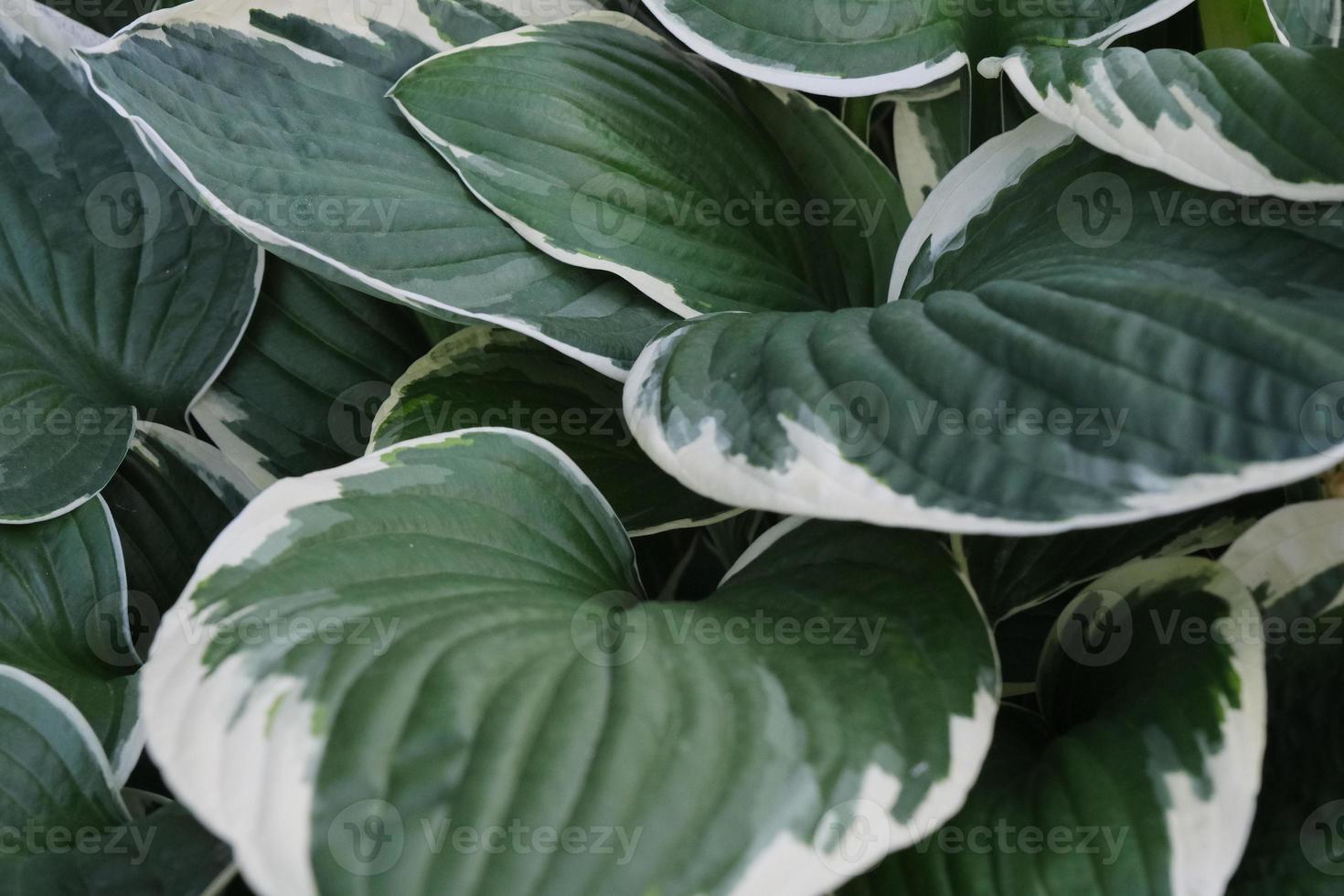 bela planta de hosta ornamental deixa closeup, fundo de vegetação foto