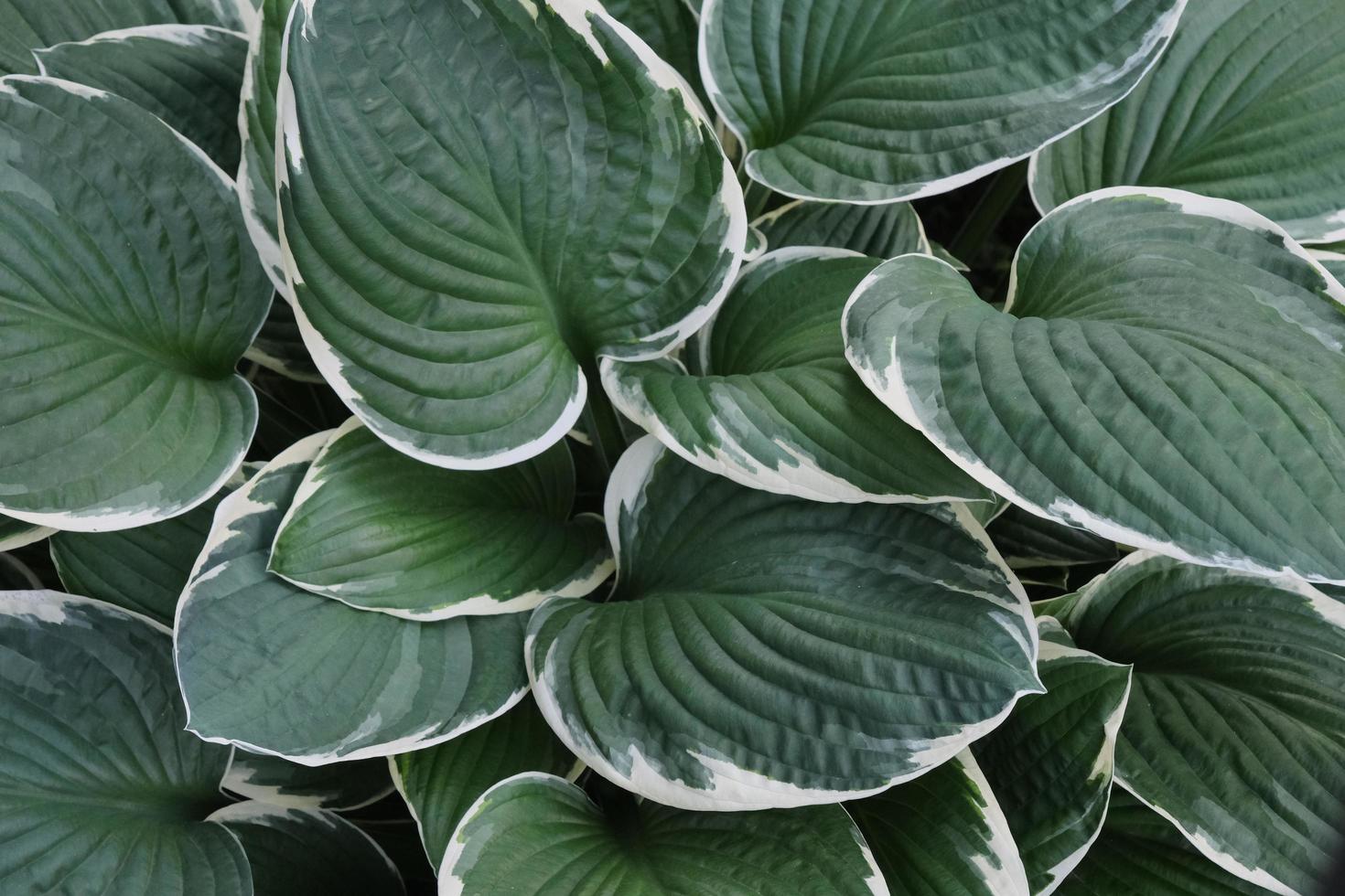 planta de hosta decorativa com padrão de folhas grandes ao ar livre no jardim foto