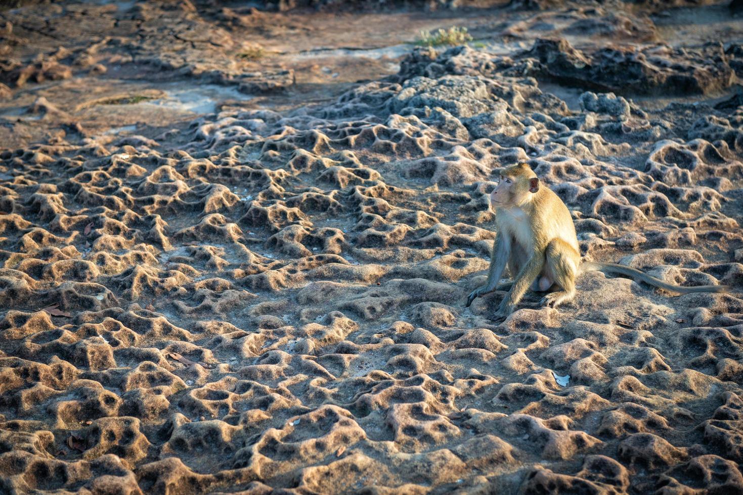 macacos na tailândia sobre sua natureza no país. foto