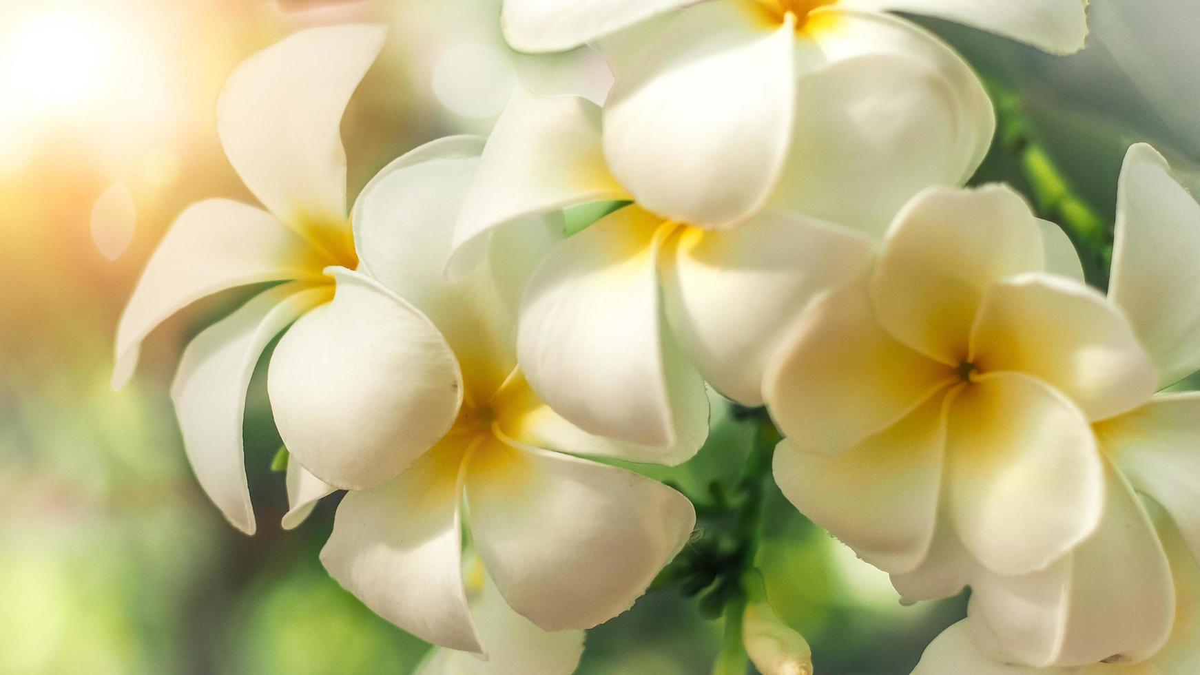 foco suave flores tropicais frangipani plumeria. linda flor branca plumeria  rubra na luz do sol de verão 5409452 Foto de stock no Vecteezy