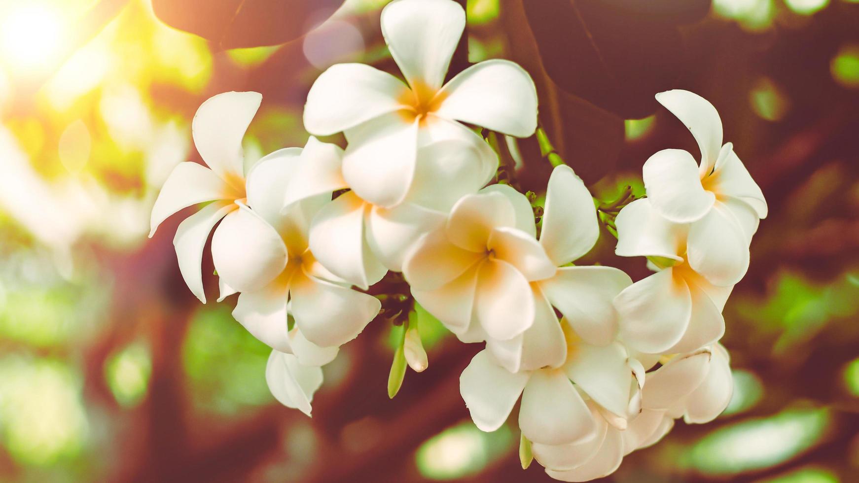 foco suave flores tropicais frangipani plumeria. linda flor branca plumeria  rubra na luz do sol de verão 5409454 Foto de stock no Vecteezy