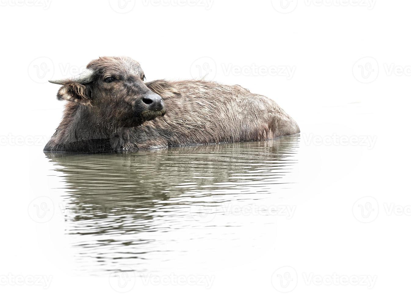 búfalo de água no sul da tailândia isolado no fundo branco foto