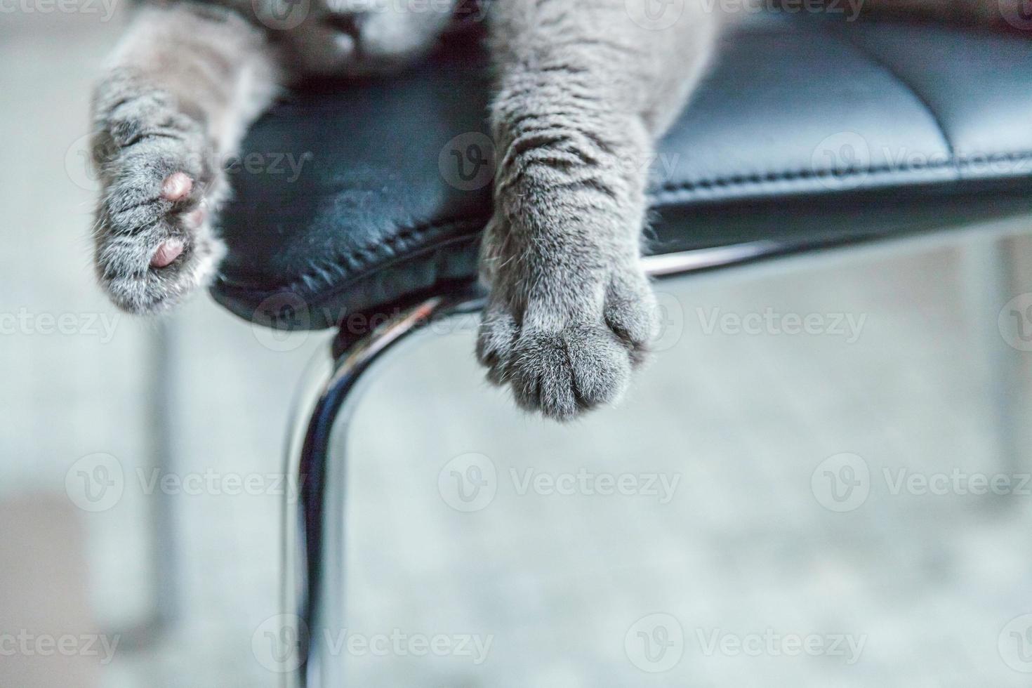 gato britânico deitado na cadeira moderna preta dentro de casa, patas fecham em foco foto