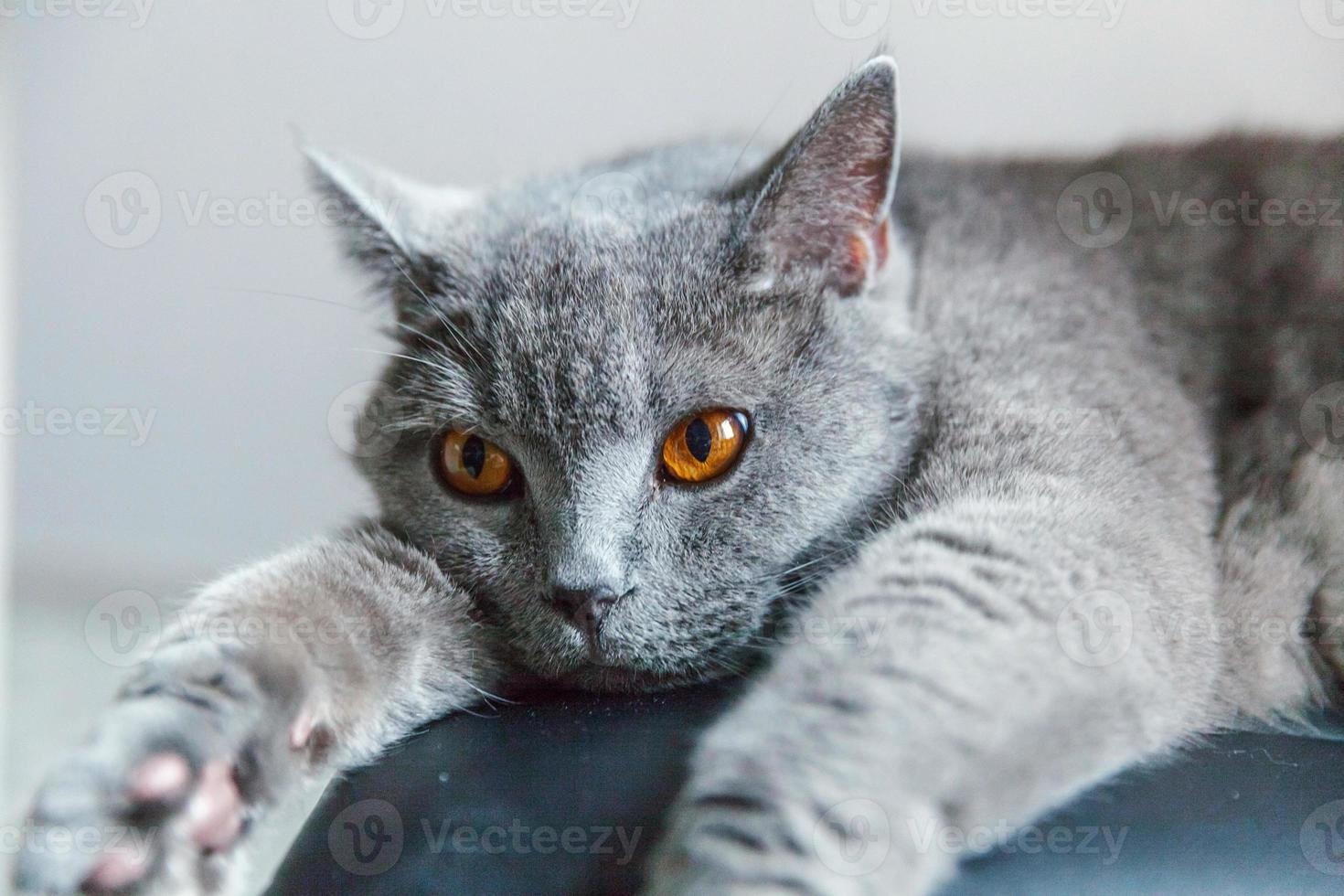 gato britânico deitado na cadeira moderna preta interior em casa foto