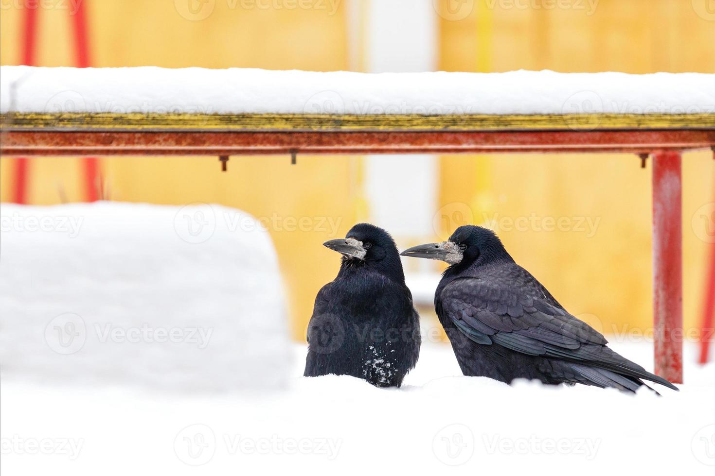 um par de corvos pretos senta-se sob um banco coberto de neve e olha em uma direção. foto